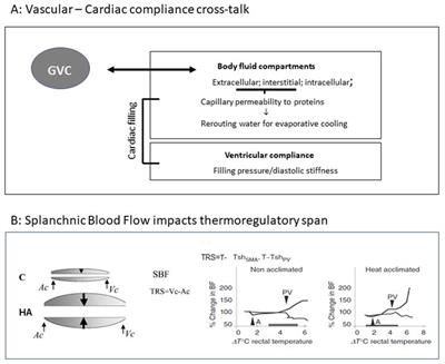 Vascular compliance and left ventricular compliance cross talk: Implications for using long-term heat acclimation in cardiac care